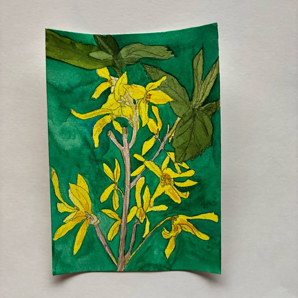 Forsythia Watercolor Painting